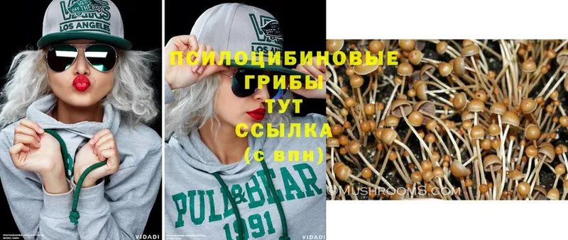 Псилоцибиновые грибы Psilocybine cubensis  МЕГА как войти  Владимир 